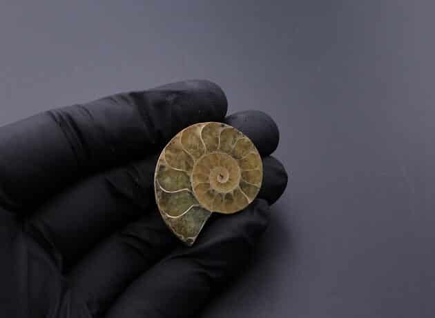 Wire-Wrapping Ammonite Shell Coiled Coil Copper Pendant Tutorial 4